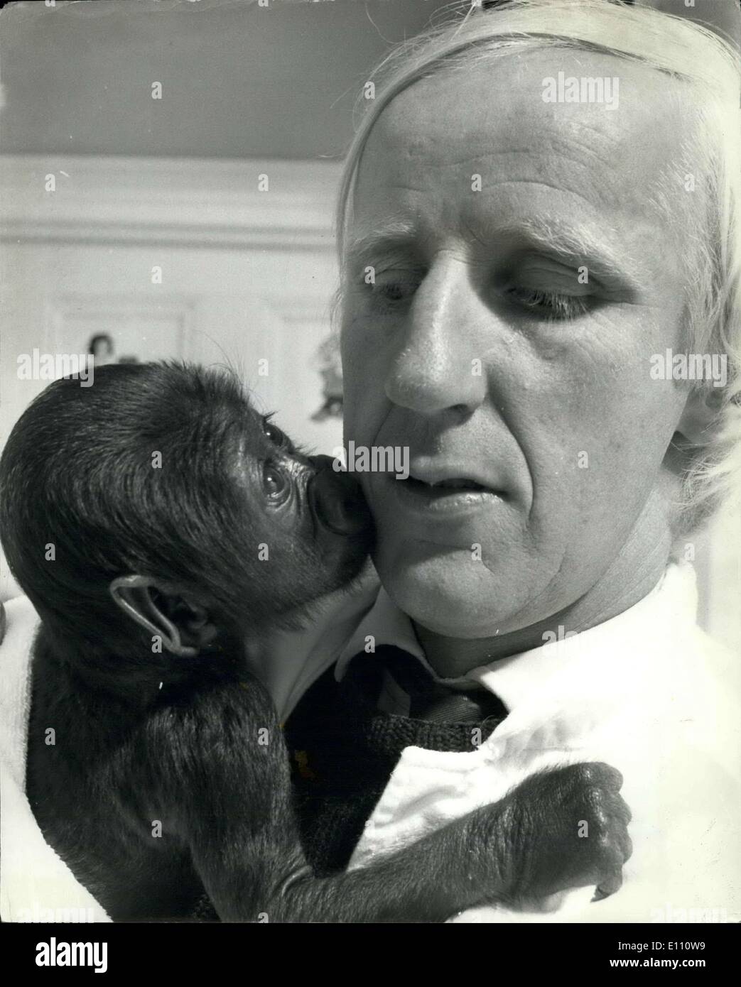 Nov. 25, 1974 - November 25th 1974 Baby gorilla at Jersey Zoo. Cheek to cheek encounter at the Jersey Zoo where the female gorilla Ã¢â‚¬ËœZaire' was born in October. Making a fuss of her is Mr. Jeremy Mallison, Zoological Director of the Jersey Wildlife Preservation Trust, who has been studying gorillas in their natural habitat while accompanying the Zaire River Expedition. The infant was named by Gerald Durrell, the Trust's hon. director, in recognition of President Mobutu's wildlife conservation measures. Stock Photo