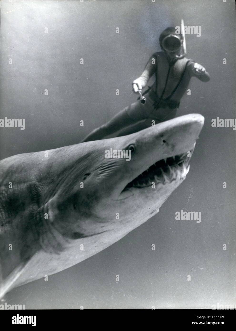 Jan. 01, 1975 - Chap 13 'one second to live' as Jan Laman is ready to lunge with 12 gauge at the 8th greynurse she killed at seal Rock. Then the largest shark killed by a woman, but Jan has since killed 10ft Greynurse Stock Photo