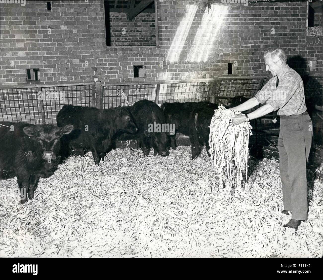Apr. 04, 1975 - Shortage Of Straw -So Cattle Bed Down On Paper: A Devon farmer, Mr. T. Lawson, of Bovey Tracey, laying a bedding of Shredded newspapers for his cattle because ofg the shortage of straw. One bale of paper spreads as far as two bales of straw. Stock Photo