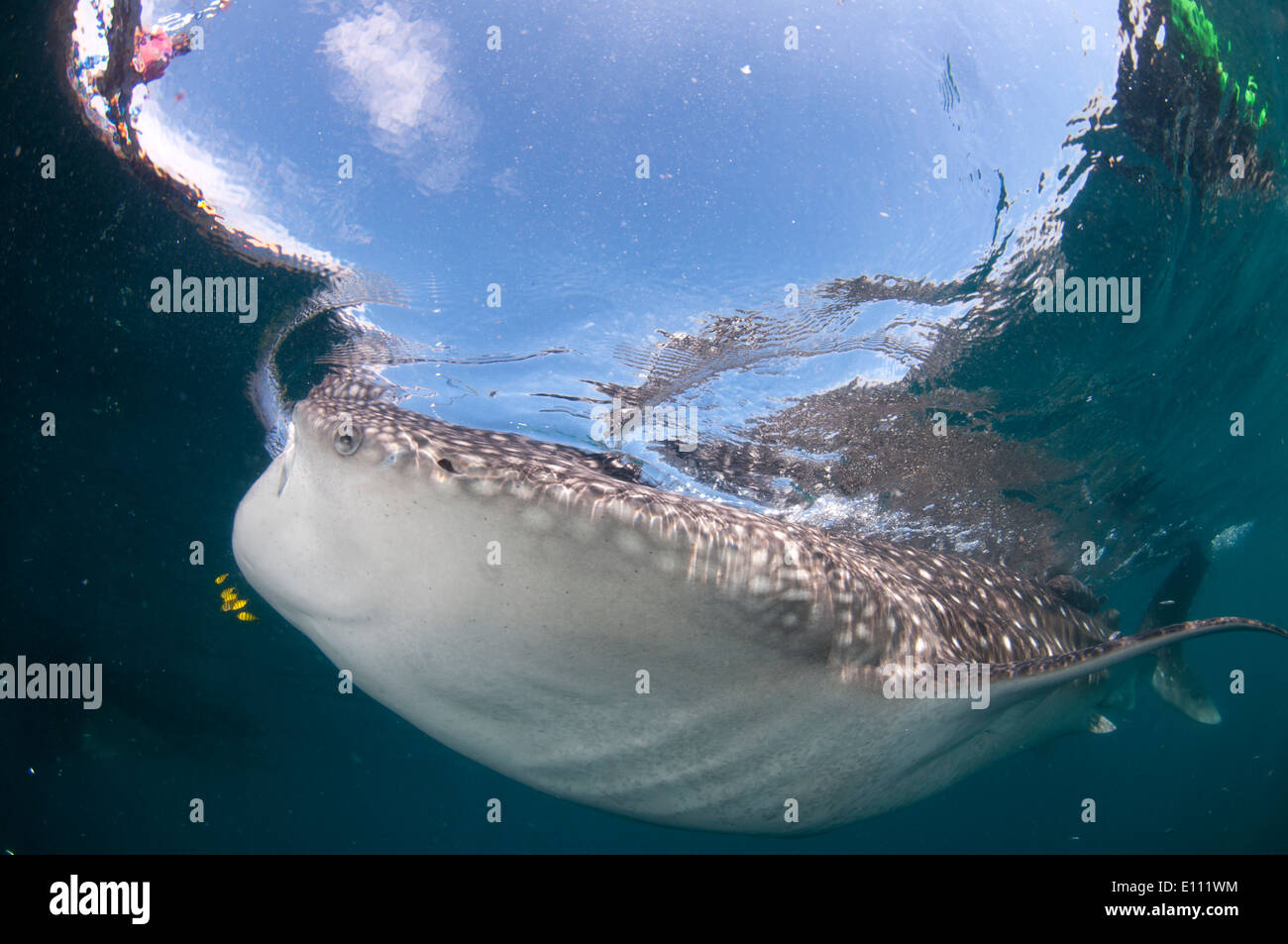 Whale shark swimming at the surface, Cenderawasih Bay, New Guinea, Indonesia (Rhincodon typus) Stock Photo