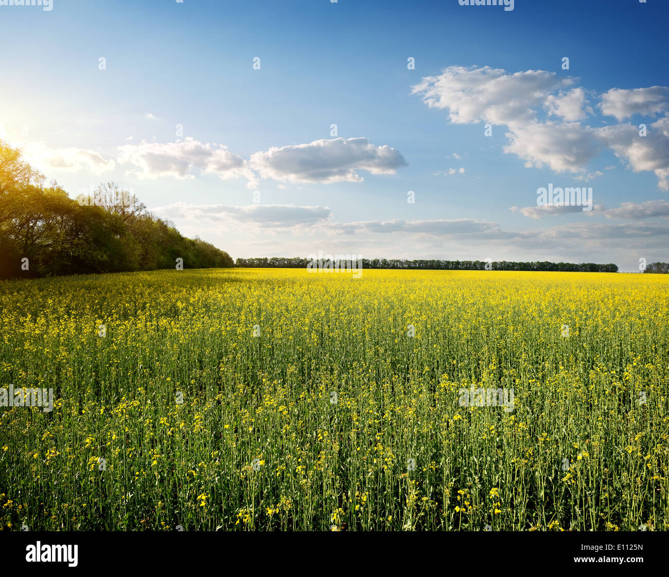Sky and yellow flowers hires stock photography and images Alamy