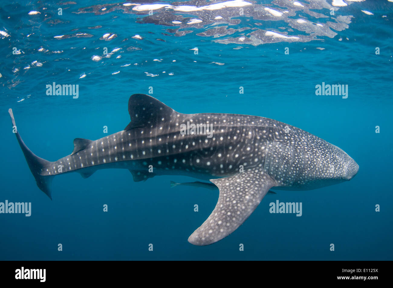 Whale shark, Cenderawasih Bay, New Guinea, Indonesia (Rhincodon typus) Stock Photo