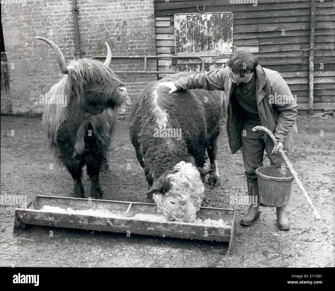 Feb. 02, 1975 - Cow In Disguise Frightens Walkers: The bull-like animal with fearsome horns and a nose ring is a cow - a West highland heifer, used by ,Mr. Lawrence Chapman, manager of Mr. Anthony Cayzer's estate at Langleybury. Herts, to impersonate a bull and deter picnickers. The Heifer's long hair conceals its udder. The animal between Mr. Chapman and his fake bull is a real bull, aire of heifer's calf. Stock Photo