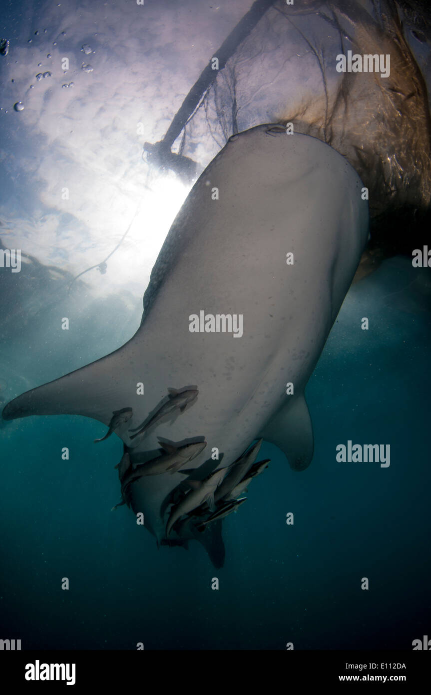 Whale shark below the nets of the bagan (fishing boat with platform and nets), Cenderawasih Bay, New Guinea (Rhincodon typus) Stock Photo