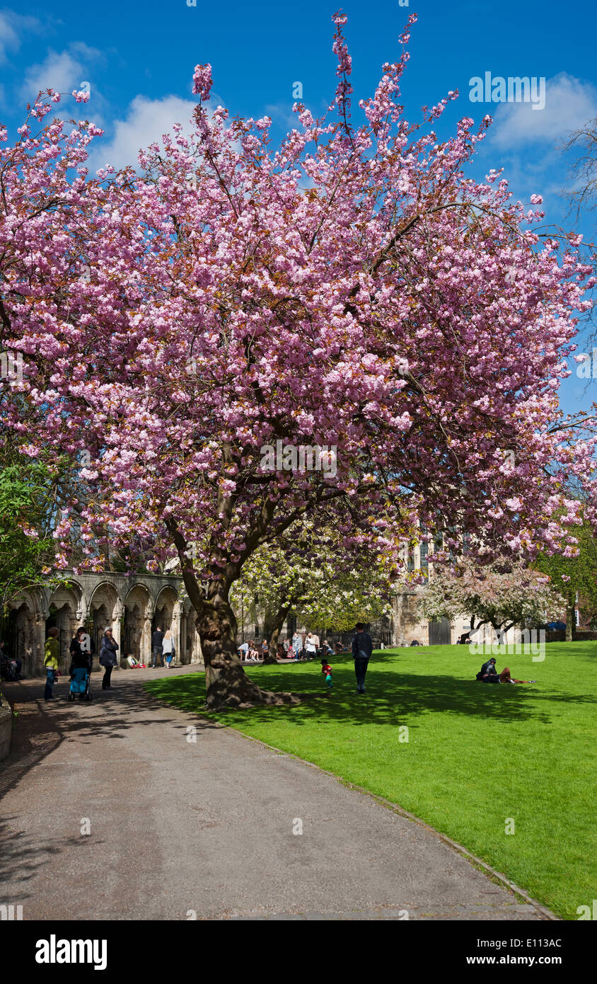 Pink blossom of flowering cherry tree in spring Dean's Park York North ...