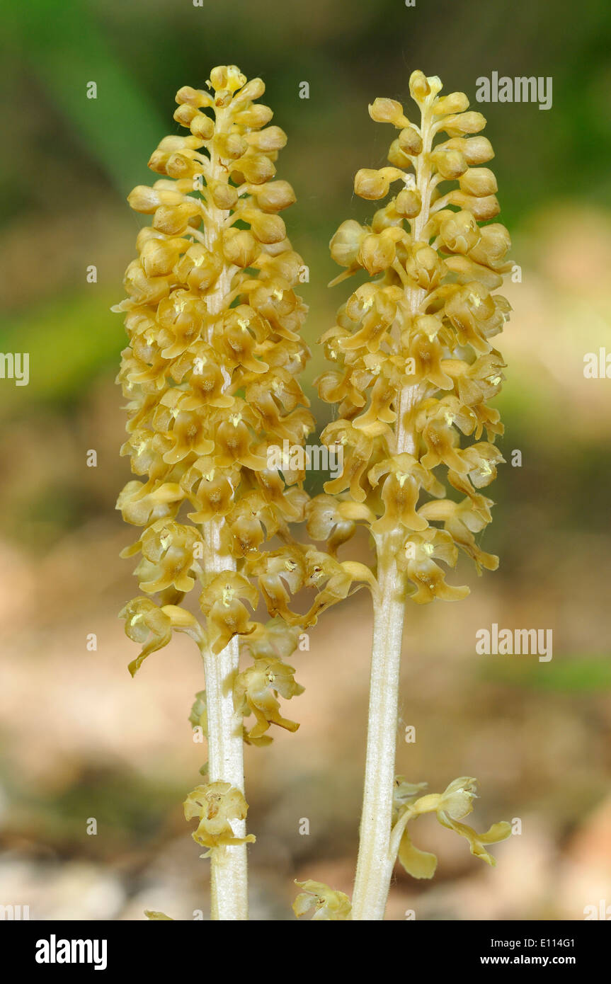 Bird's Nest Orchid - Neottia nidus-avis Two spikes Stock Photo