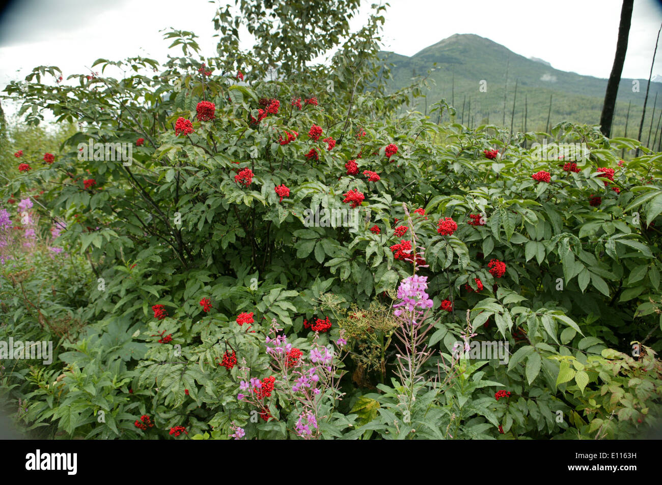 Berry picking alaska hi-res stock photography and images - Alamy