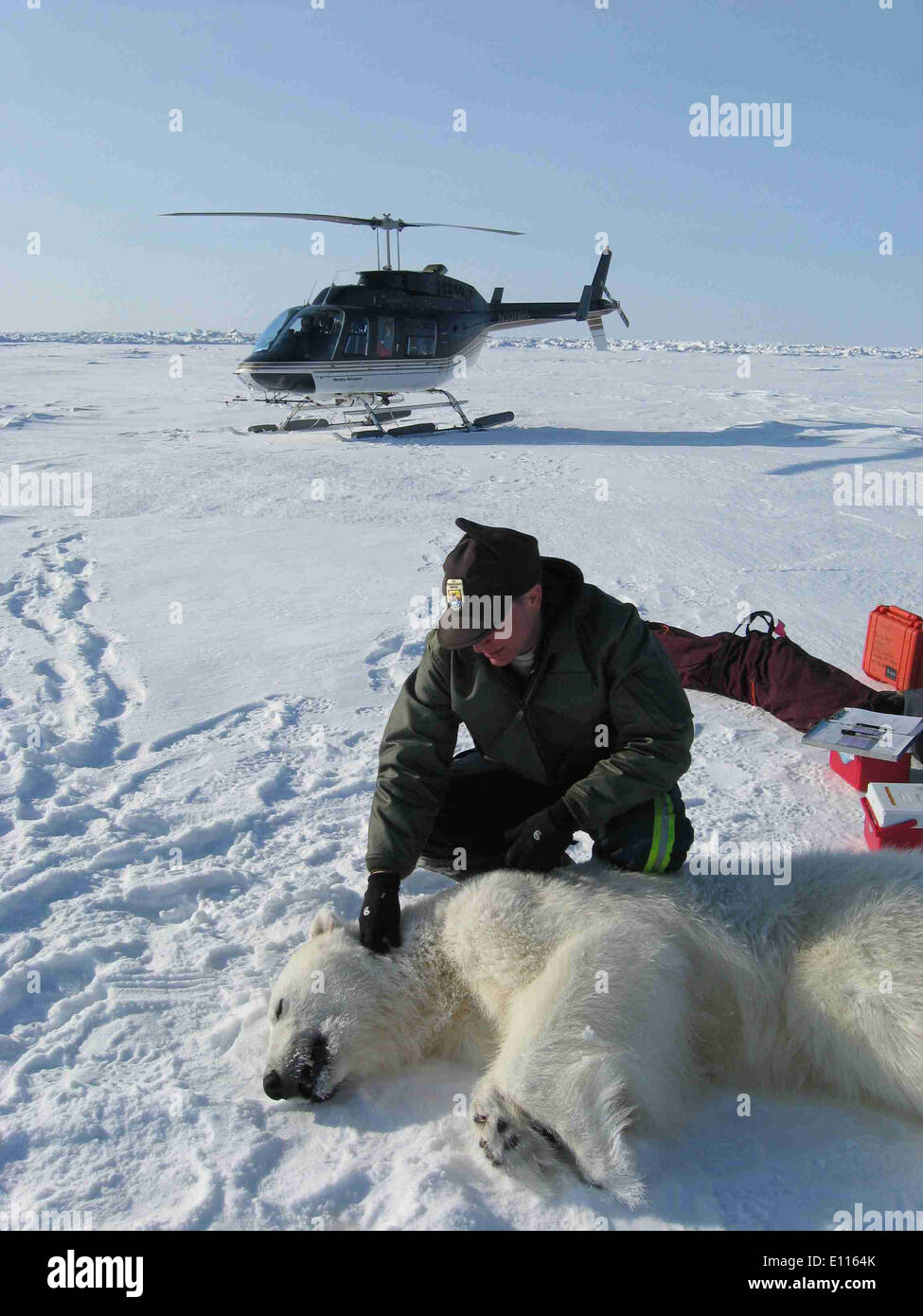 A USFWS Polar Bear Biologist Working With a Bear Stock Photo