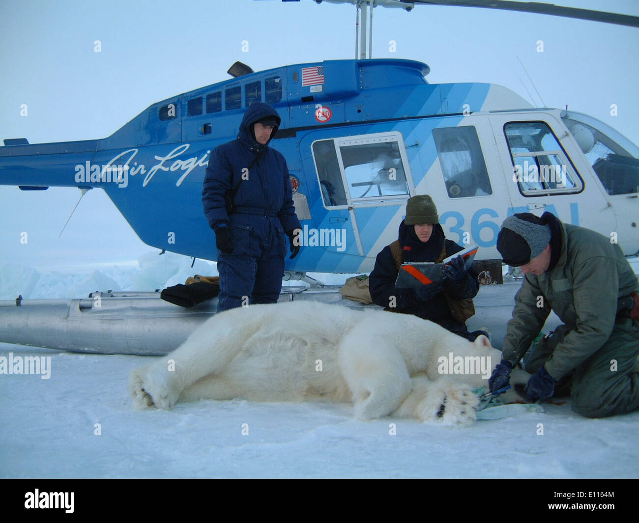 Biologists Capture and Work on a Bear During the Arctic Fall Stock Photo