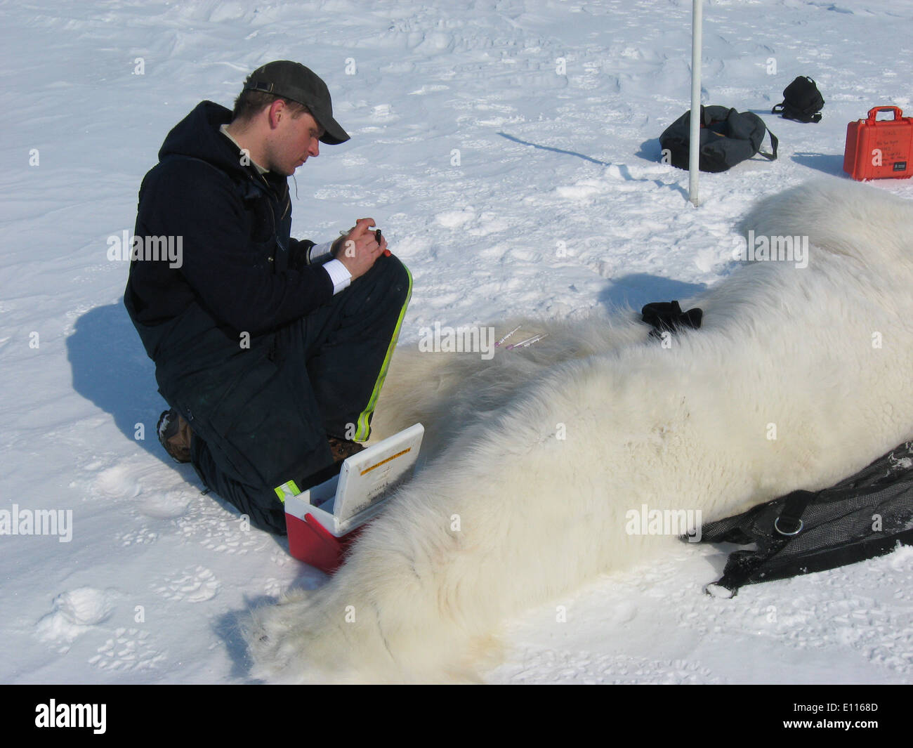 A Polar Bear Biologist Labels Blood Samples from a Bear Stock Photo