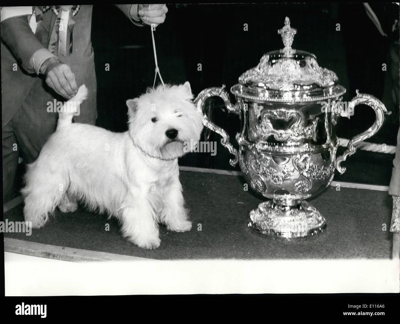 Feb. 02, 1976 - A East Highland Terrier Wins Crufts - A West Highland Terrier by the Name of Bertie Buttons yesterday because the Supreme Champion at Crufts Dog Show. He is Owned by Mrs Dorothy Taylor and Mrs Kathleen Newstead who have received offers from around the world for many of thousands of pounds for the dog. all of which have been turned down. Photo Shows:- Supreme Champion, Champion Dianthus Button, Seen with his trophy after yesterday judging. Stock Photo