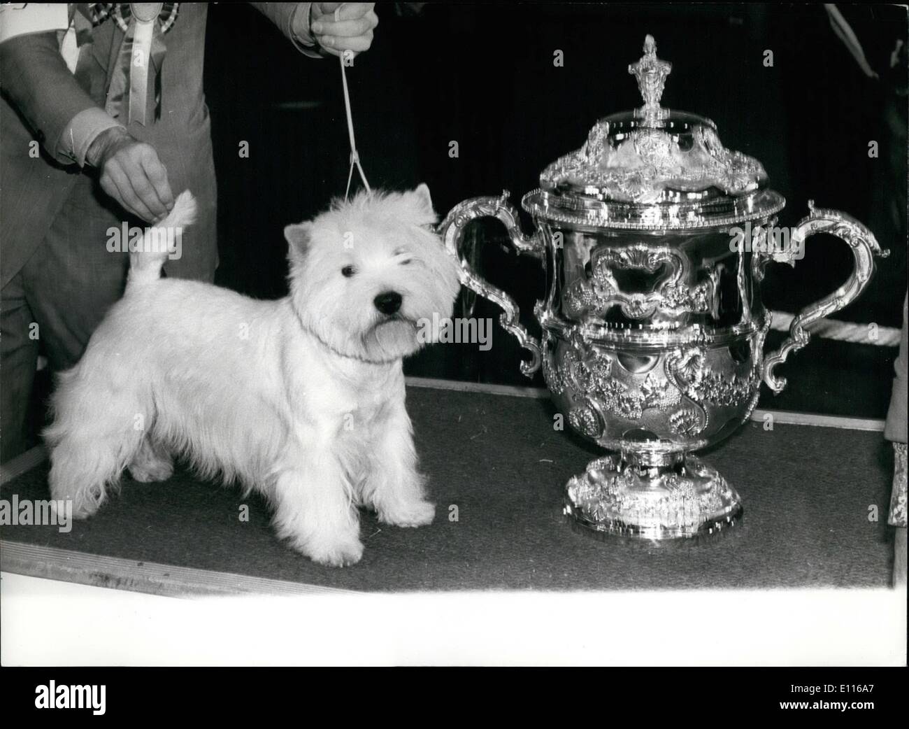 Feb. 02, 1976 - A est Highland Terrier Wins Crufts - A West Highland Terrier by the Name of Bertie Buttons Yesterday Became the Stock Photo