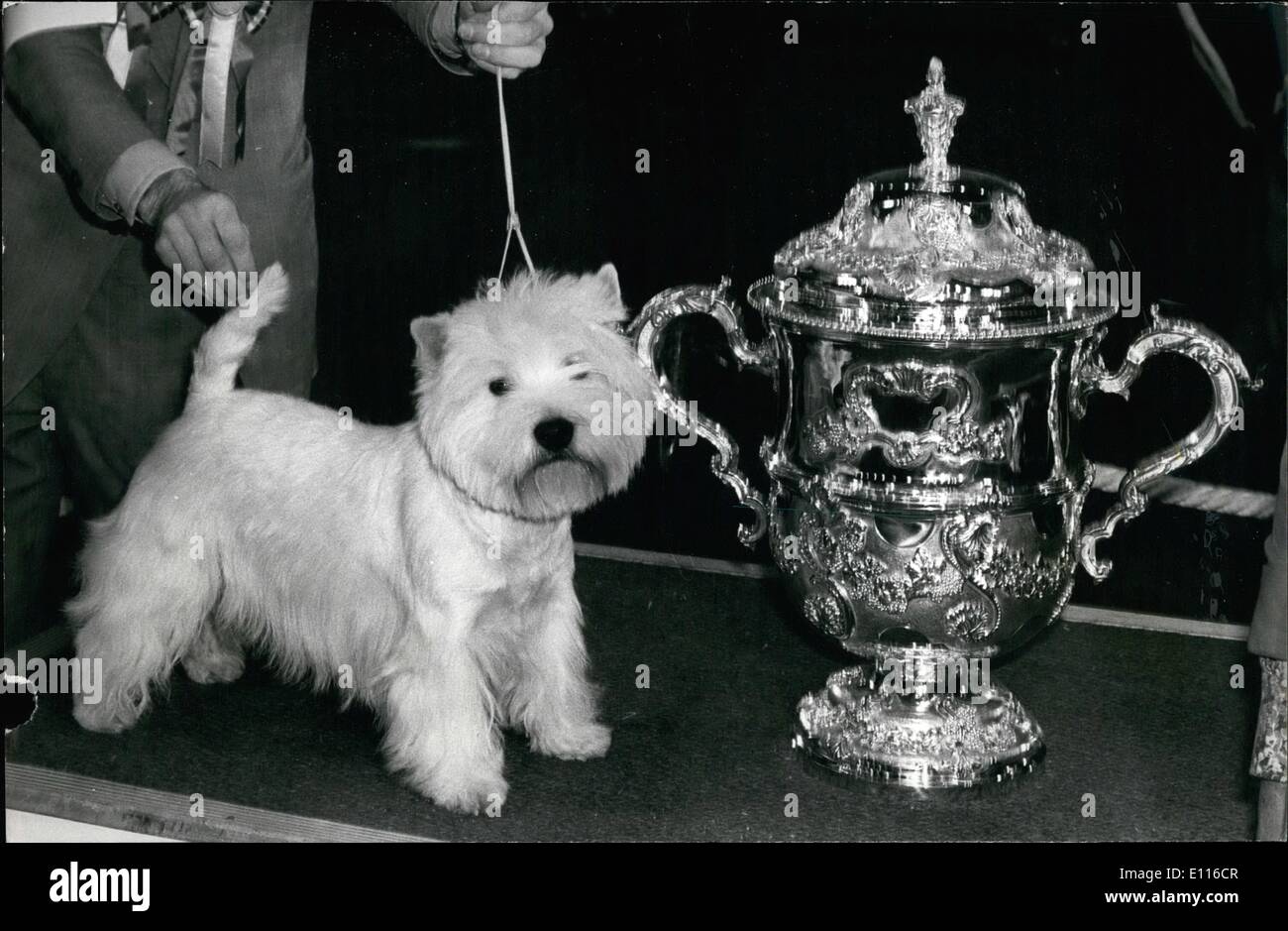 Feb. 16, 1976 - A West Highland Terrier Wins Crufts: A West Highland Terrier by the name of Bertie Buttons yesterday became the Stock Photo