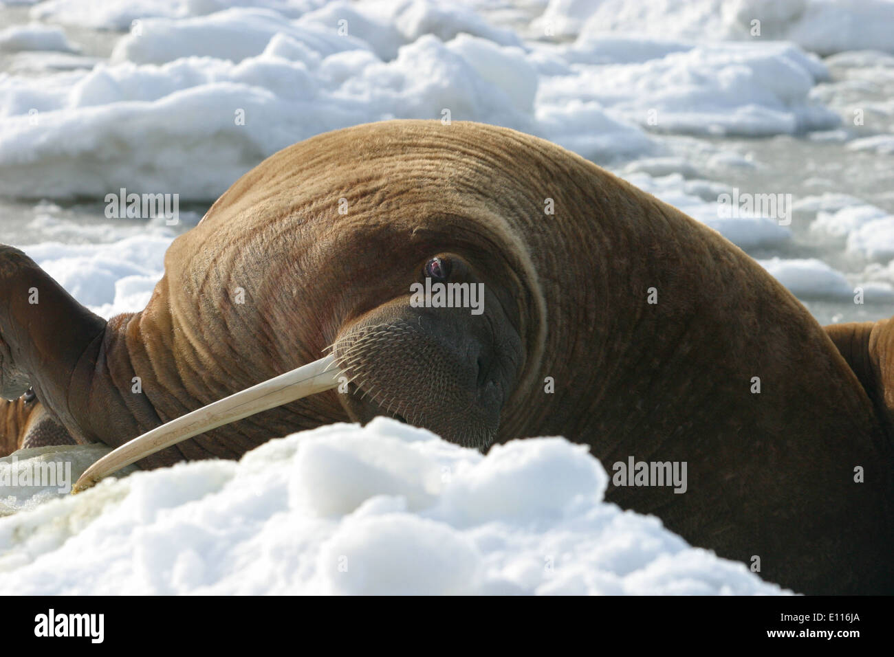 Walrus Cow Asleep on the Ice Stock Photo