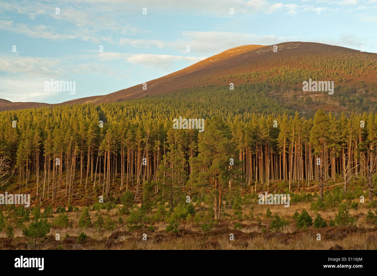 Meall a' Bhuachaille in the Cairngorms National Park Stock Photo