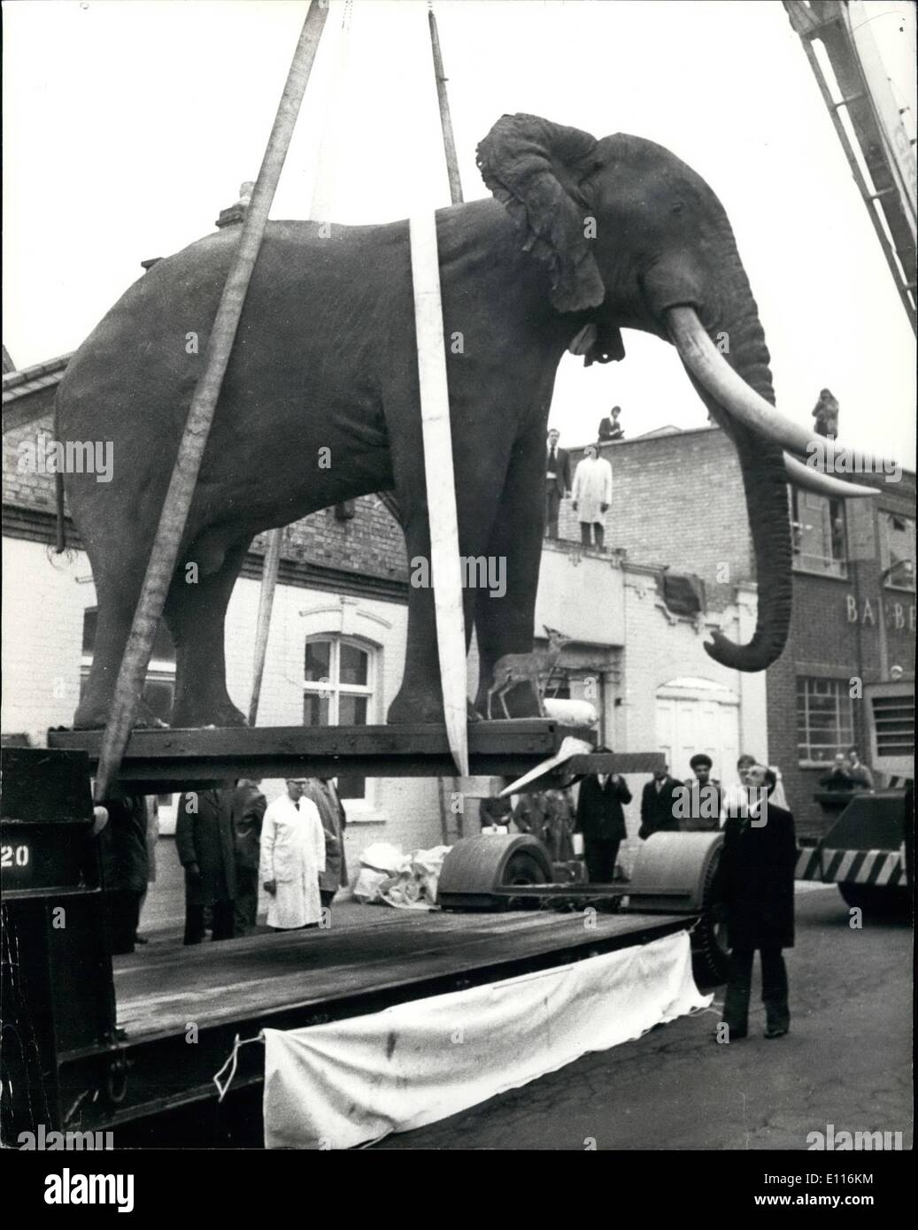 Feb. 20, 1976 - February 20th 1976 Taxidermist solves a jumbo sized problem. Taxidermist Rowland Ward of Crawley Road, Wood Green, London, knew they had a jumbo sized problem the day they received the hide of a 40 year old African bull elephant which had to be stuffed for the Royal Scottish Museum in Edinburgh. Now, eight months later, the re-assembled elephant, weighing one and a half tons, and measures 12 feet to the shoulder, had to be winched up by crane through the roof of Rowland Ward's workshop, which had to be removed for the occasion Stock Photo