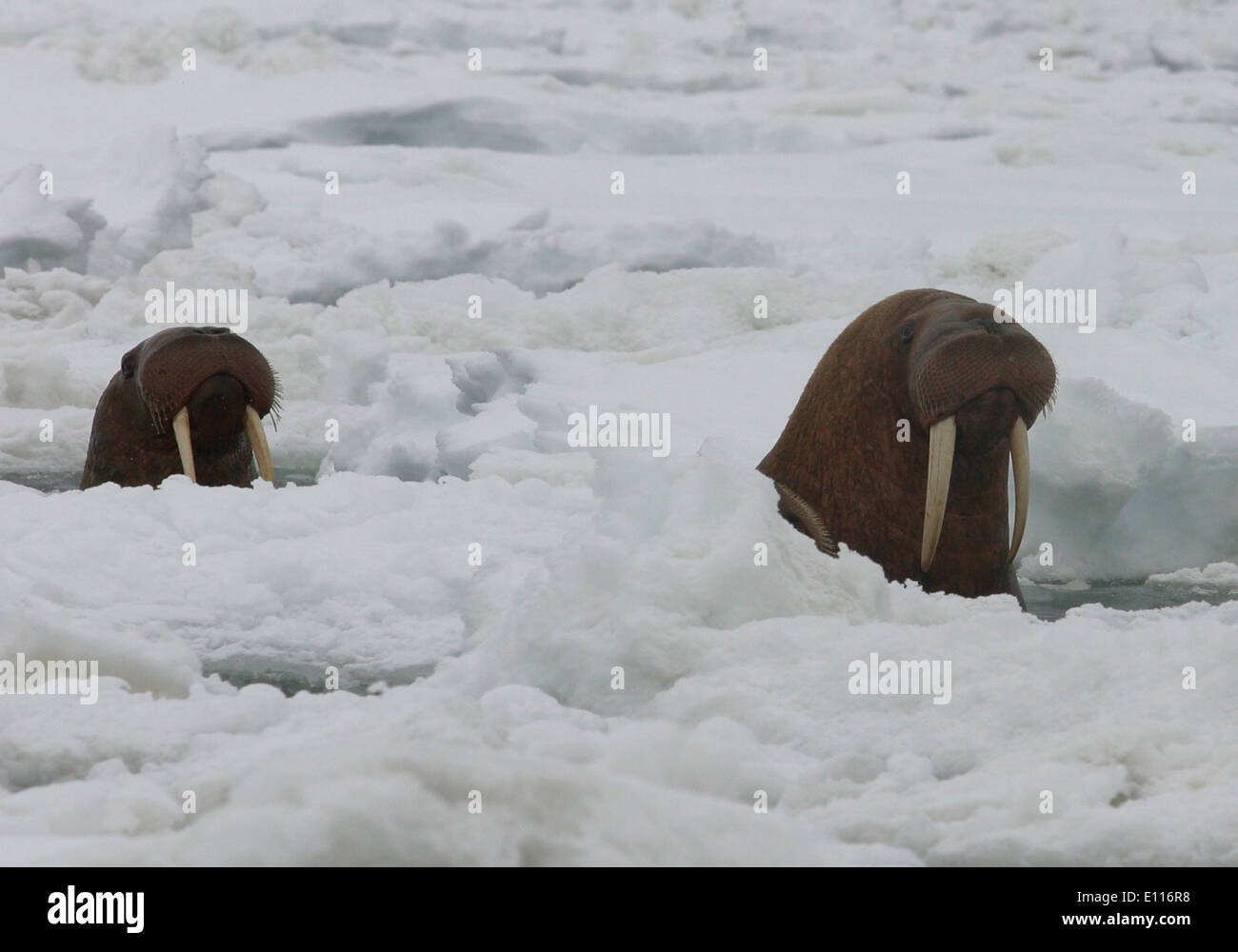 Pacific Walrus Surfacing Through Ice Stock Photo