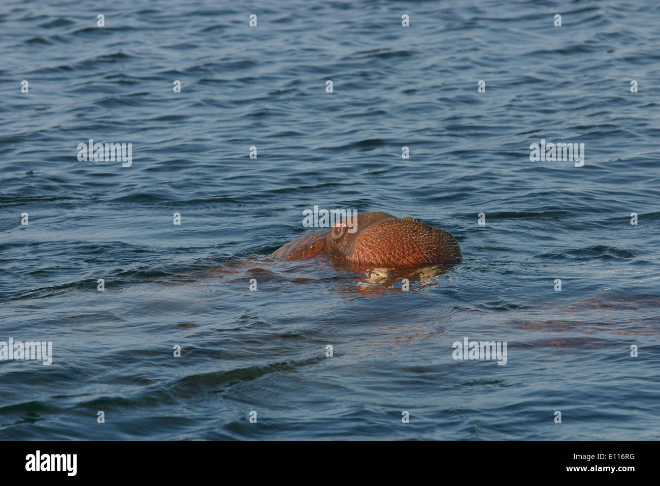Bull Walrus Swimming Stock Photo
