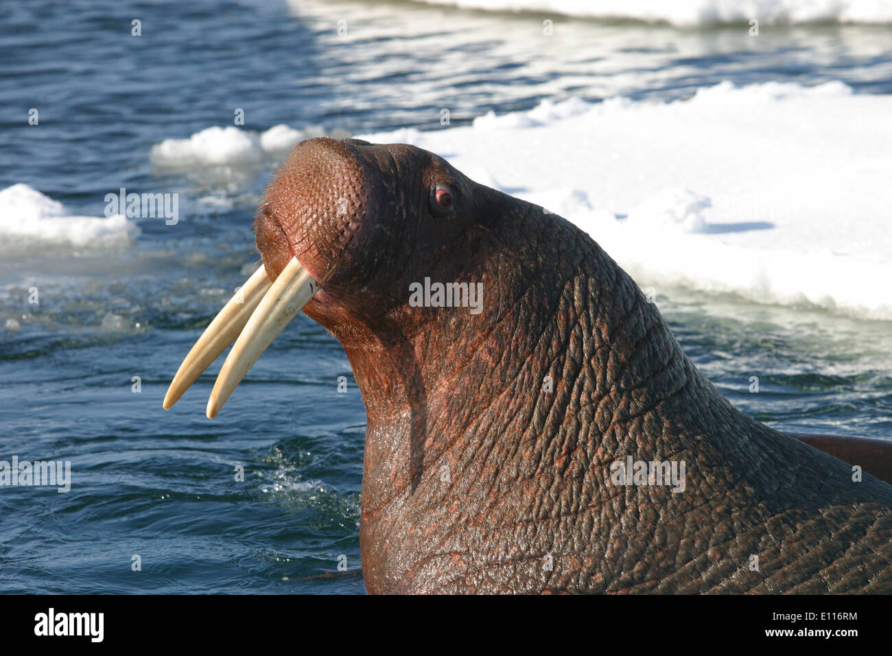 Pacific Walrus Bull Hauled Out Stock Photo