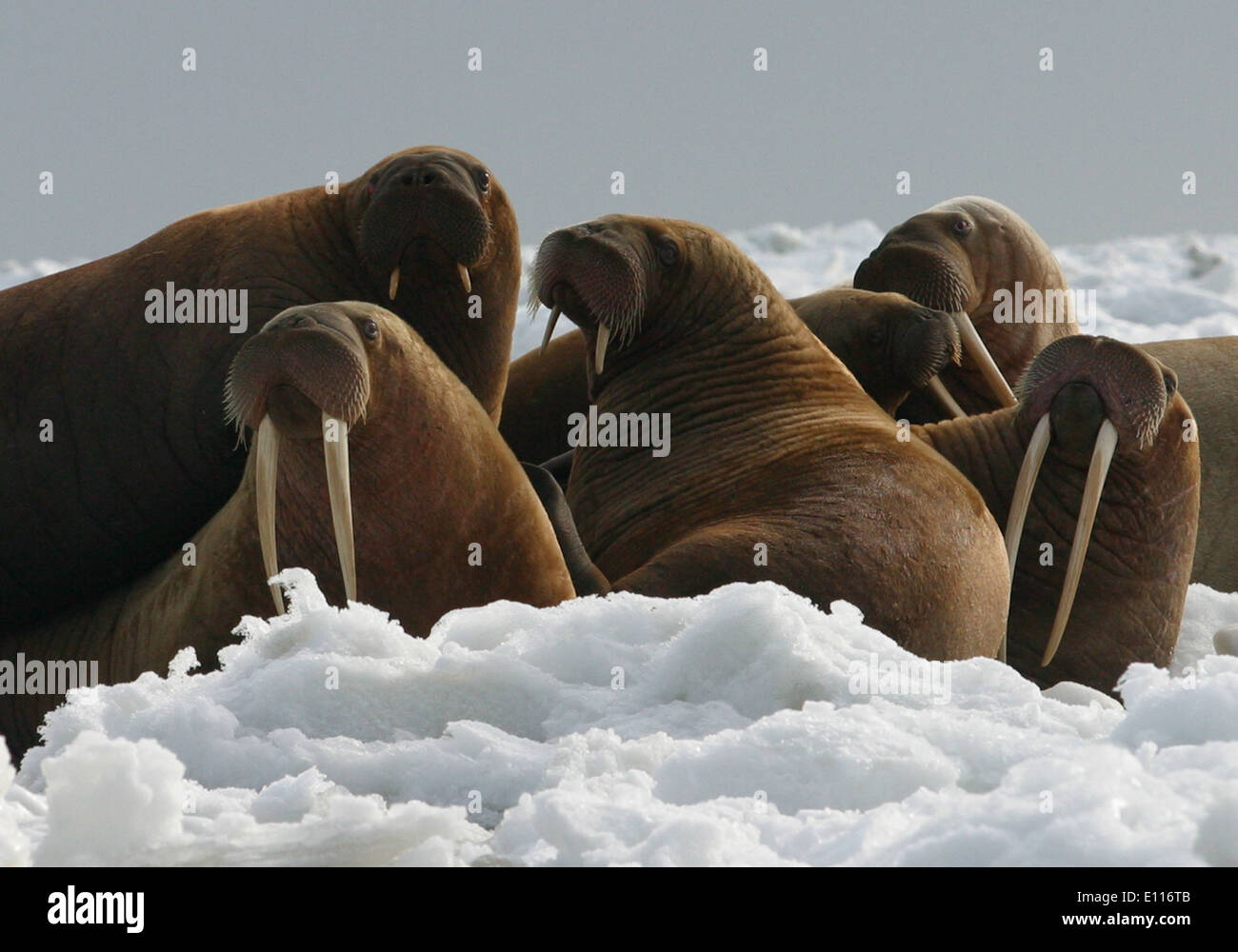 Walrus Cows and Yearlings on Ice Stock Photo