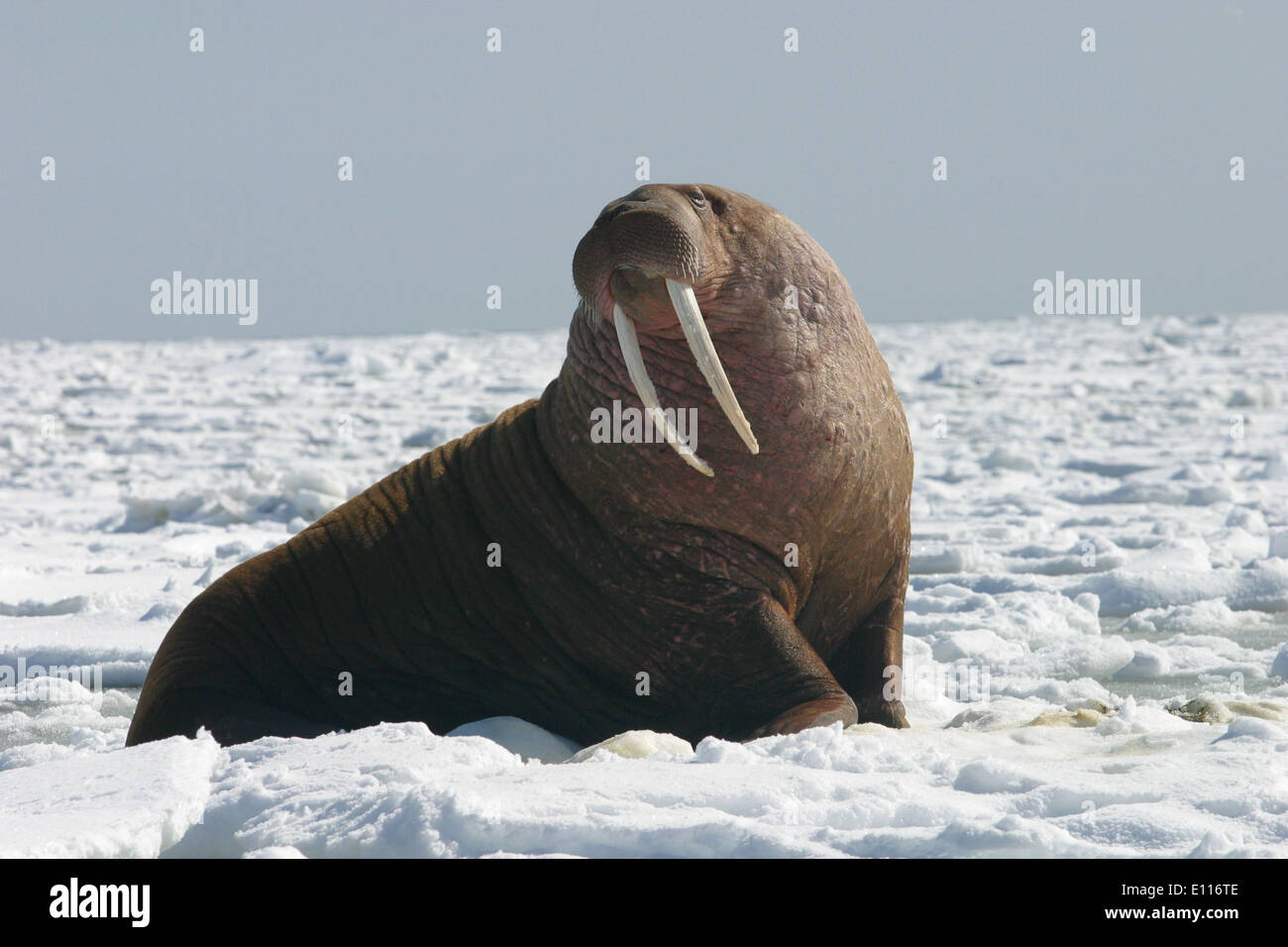 Pacific Walrus Bull Stock Photo