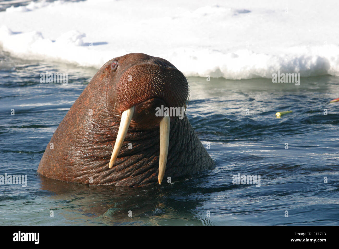 Young Bull Walrus Stock Photo