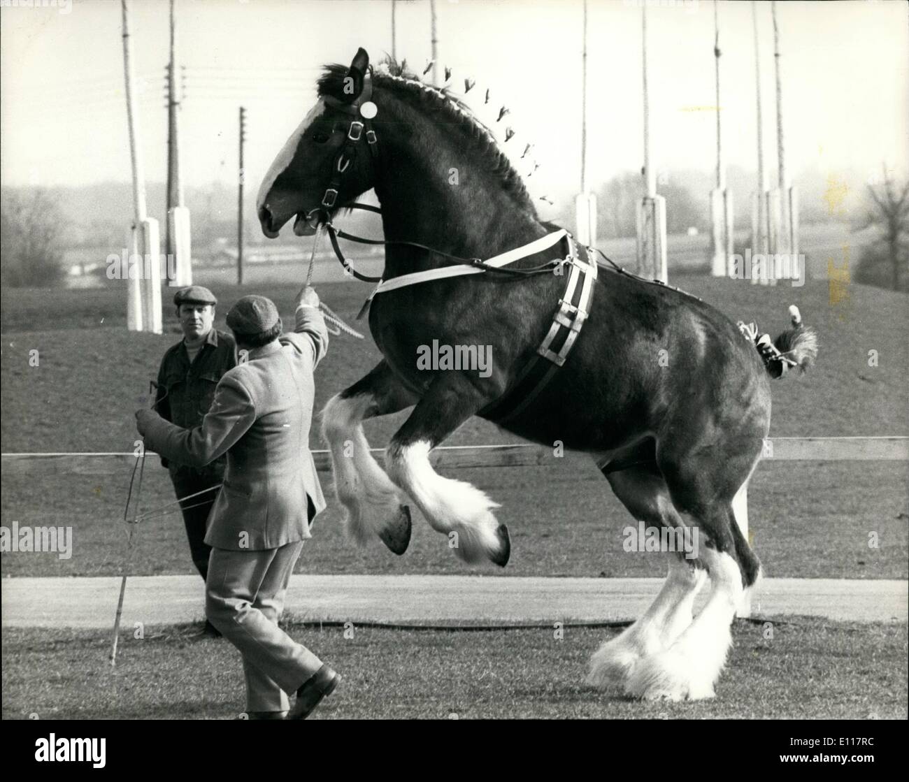 Mar. 25, 1976 - March 25th 1976 National Shire Horse Shows at Peterborough. Photo Shows: Gronant Gallant Lad in high spirits while going through his paces at the National Shire Horse Show at Peterborough yesterday. The two year old stallion was entered by Mr. F.W.O. Richardson of Bewholme, near Driffield. Stock Photo