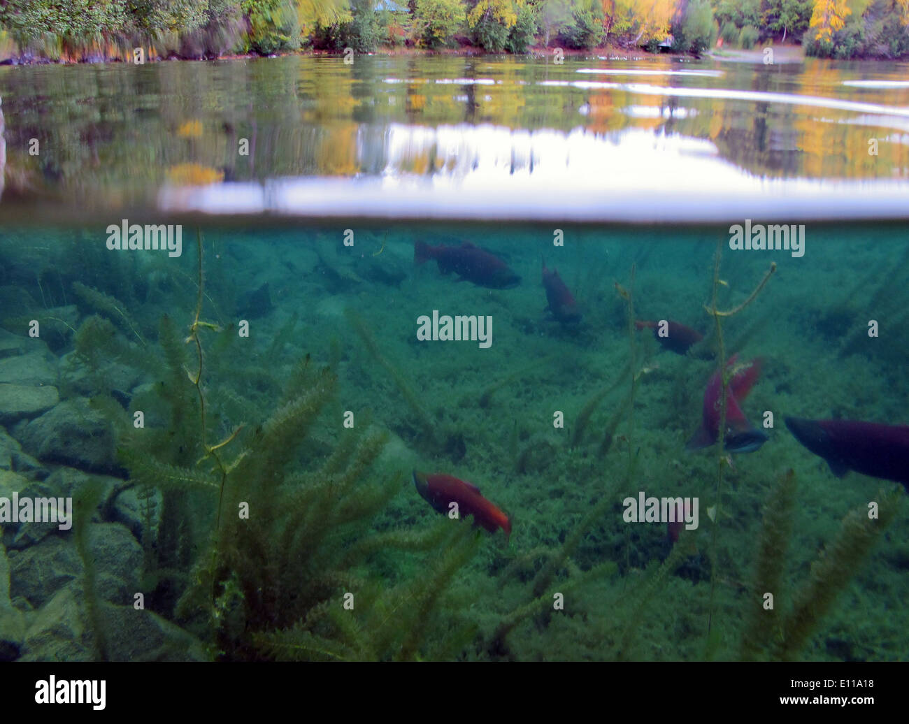 Red Fish In Alaska Sockeye salmon are an important species in Alaska, known for their ...