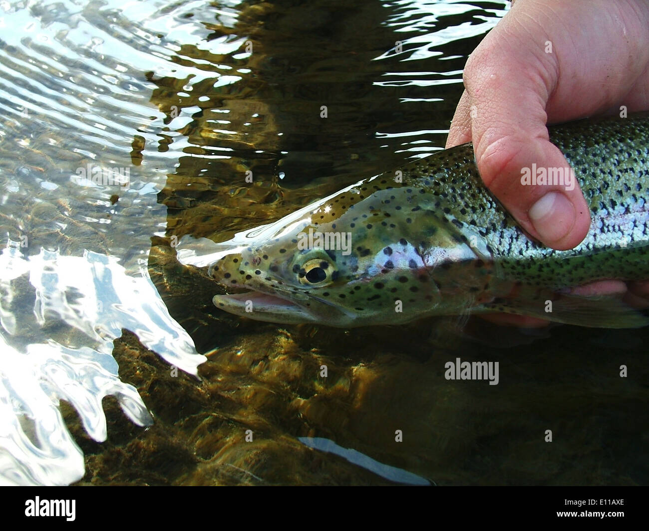 Rainbow Trout being released Stock Photo Alamy