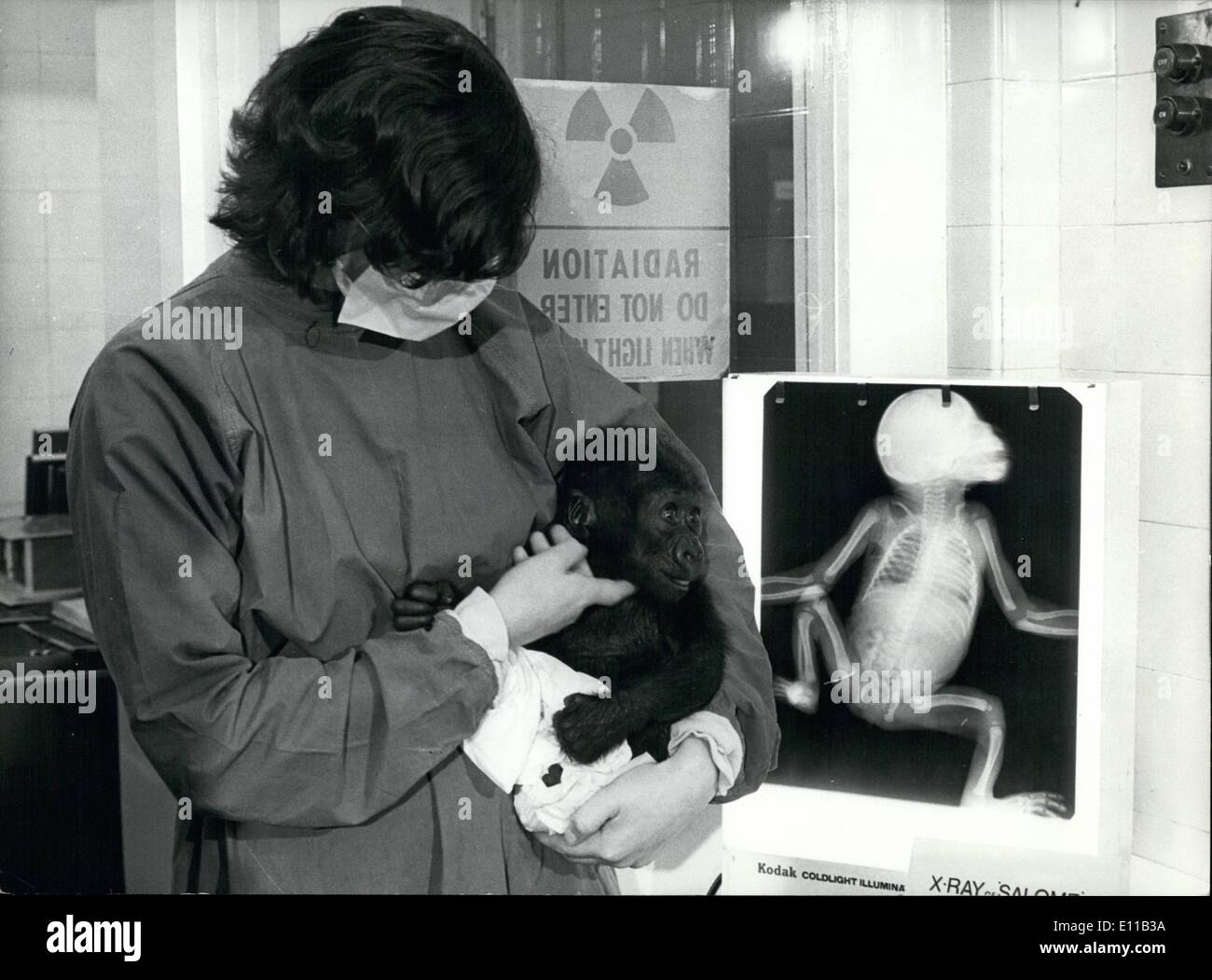 Oct. 10, 1976 - Salome The London Zoo's Baby Gorilla Gets A Routine Check-Up: Salome, London Zoo's baby gorilla was in the Animal Hospital yesterday being weighed and having a routine check-up. Salome is being hand reared by Senior Keeper Ron Smith after her mother began to neglect her. From her birth weight of about 4lbs, Salome has increased her weight to 'lb 12 ozs. Photo Shows: London Zoo animal nurse Phillipa Hidden carrying Salome, the zoo's 3-month-old gorilla, to the scales during a routine check-up yesterday, when she recorded 8lb 12 ozs Stock Photo