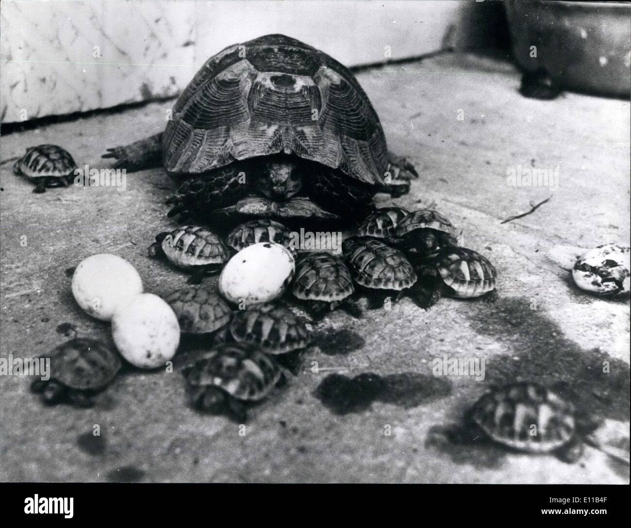 Oct. 21, 1976 - 14 young Turtles: A very rare event in a private zoo in ...