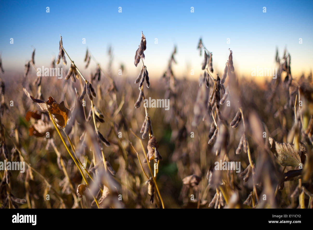 Soybean crop hi-res stock photography and images - Alamy