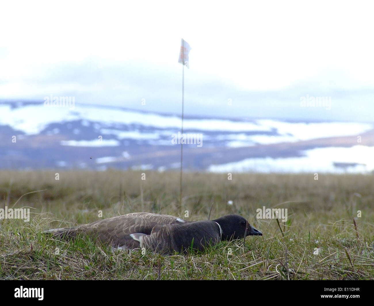 Geese summer alaska hi-res stock photography and images - Alamy