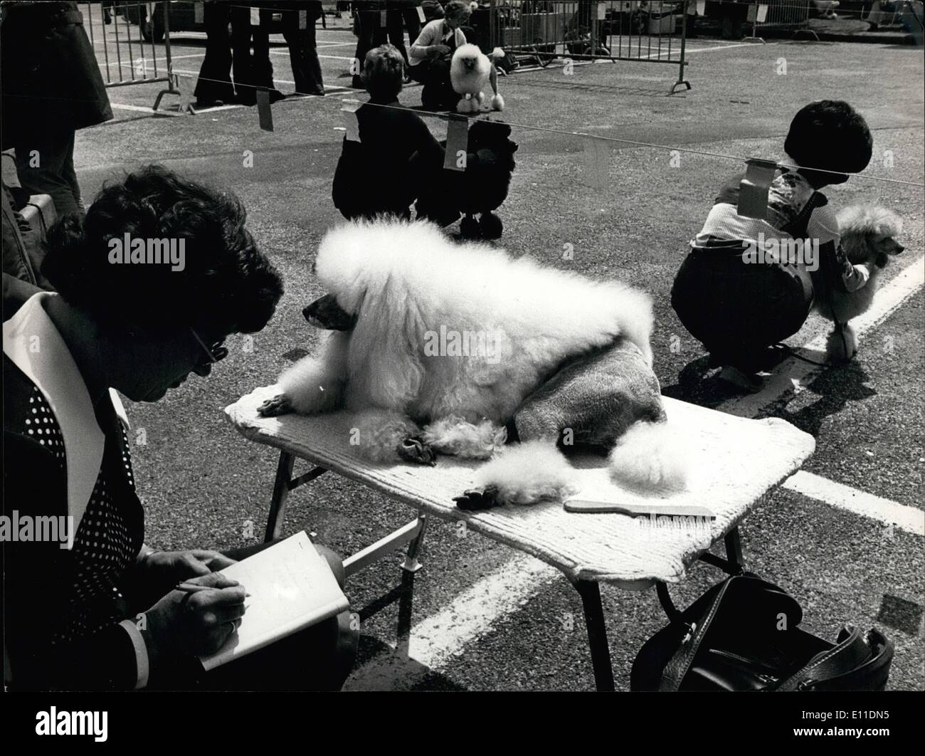 May 05, 1977 - Show of poodle-beauties at Berne: At Berne (Switzerland) these days there was a show of poodles to find out the most beautiful-one. Some people like these dogs, some don't. But everybody will say that the animals here look strange -strange as the owners like then to look like. Stock Photo