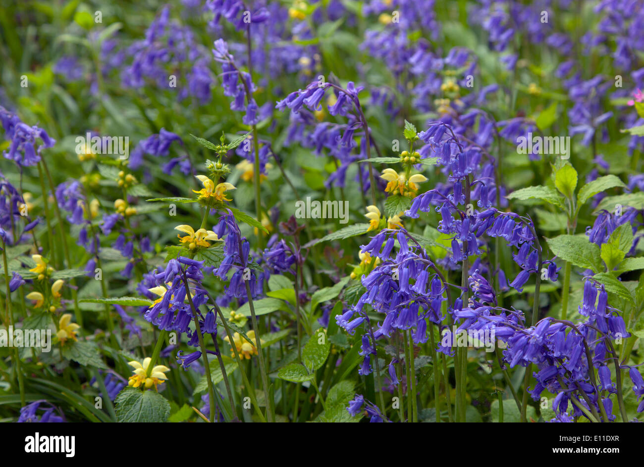 Bluebell Hyacinthoides non-scriptus and Yellow Archangel  Blickling Great Wood May Stock Photo