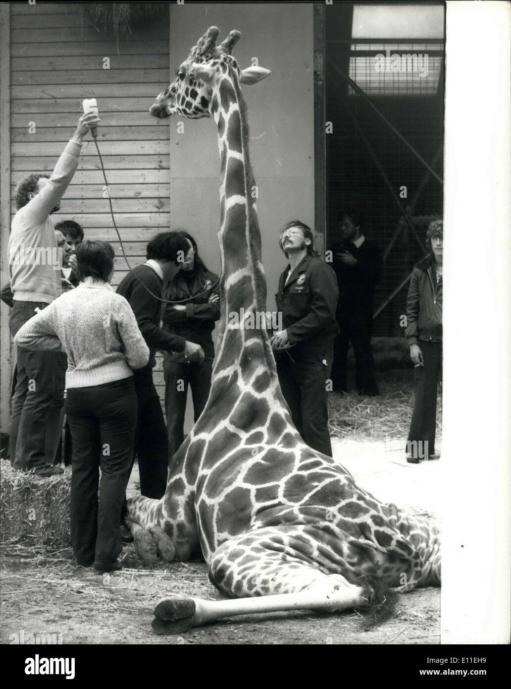 Sep. 16, 1977 - Victor the Giraffe dies for love: Victor, the amorous Giraffe from Marwell Zoological par near Winchester, , has literally fallen in love, two nights ago whilst paying loving attentions to three girl giraffes, overstepped the mark slightly and collapsed into a splits. Victor, a prised stud who has fathered several calves, spent four hours in this position until firemen were called in to give him a lift all attempts have failed, Zoo assistant director David Aston said: ''It may be psychological. He has just lost the will to stand up! Stock Photo