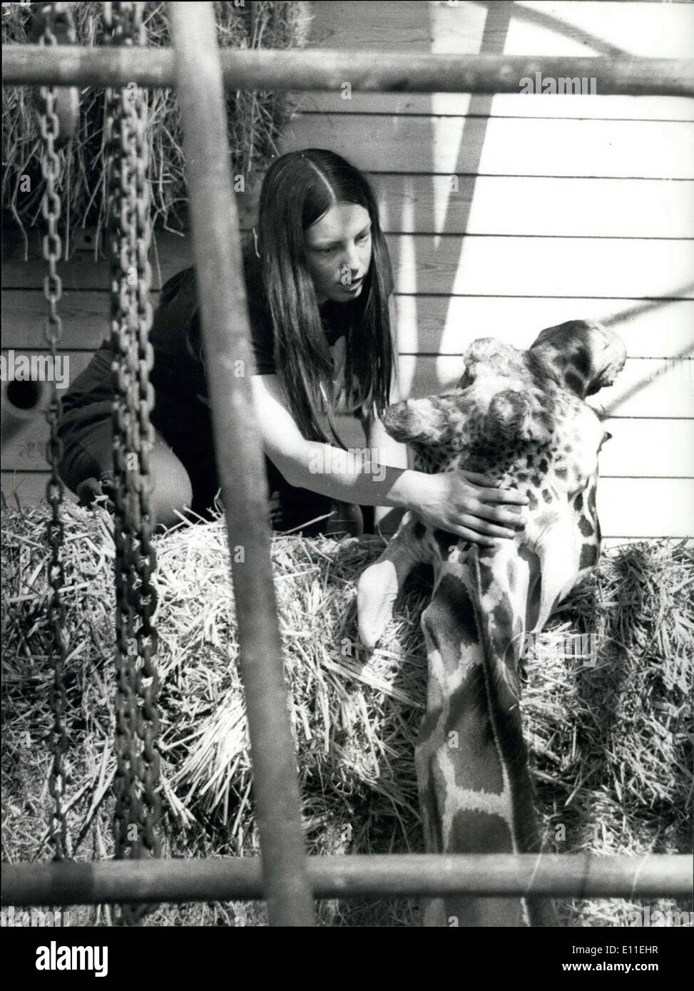 Sep. 20, 1977 - Victor the Giraffe dies for Love: Victor, the amorous Giraffe from Marwell Zoological park near Winchester, fell in love last Thursday and couldn't get up again. He had spent the night with three lady giraffes and collapsed into the splits. Firemen were called in to try to get him back on his feet but all attempts failed. He has been dosed with drugs to keep his strength up and yesterday a frame was built around him for a desperate attempt to hoist him up Stock Photo