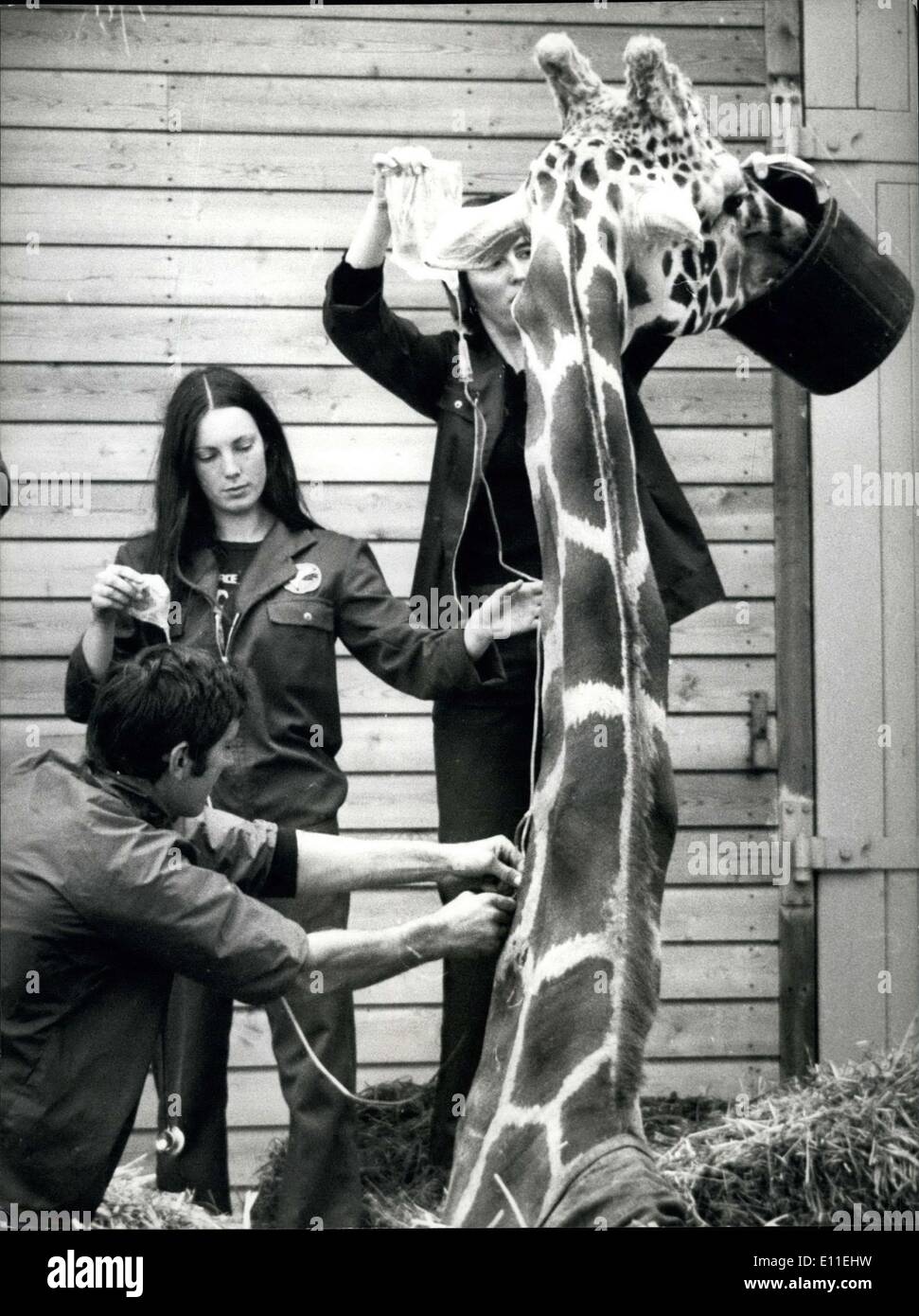 Sep. 20, 1977 - Victor the giraffe dies for love: victor, the amercus giraffe from marwell zoological park near winchester, fell in love last Thursday and couldn't get up again. He had spent the night with three lady giraffes and collapsed into the splits. firemen were called in to try to get him back on his feet but all attempts failed. He had been dosed with drugs to keep his strength up and yesterday a frame was built around him for a desperate attempt to hoist him up Stock Photo