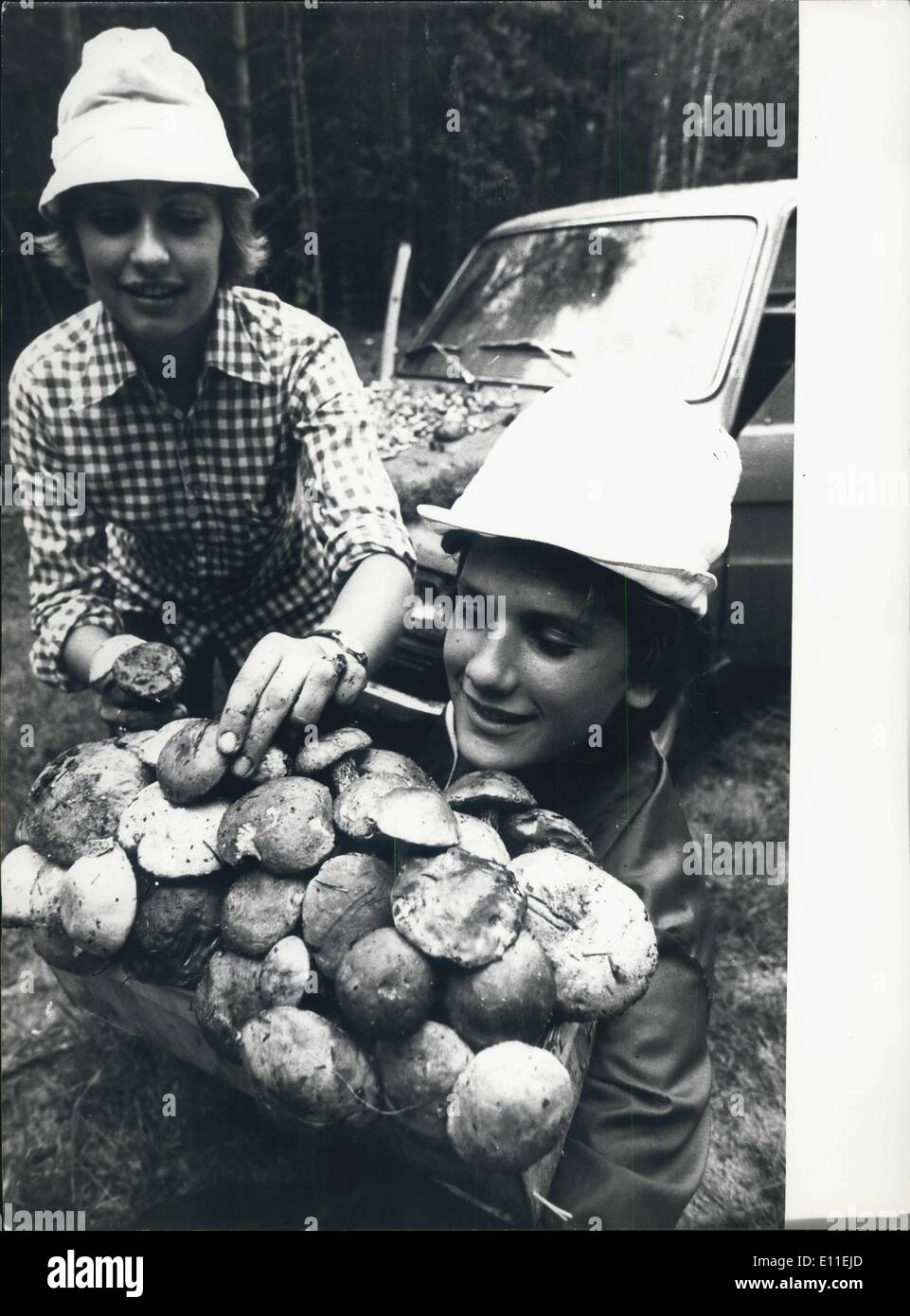 Sep. 24, 1977 - This year's frequent rains brought an extremely rich crop of mushrooms in Poland's forests. A basketfull of boletus picked during one hour in a forest of the Olsztyn province. Stock Photo