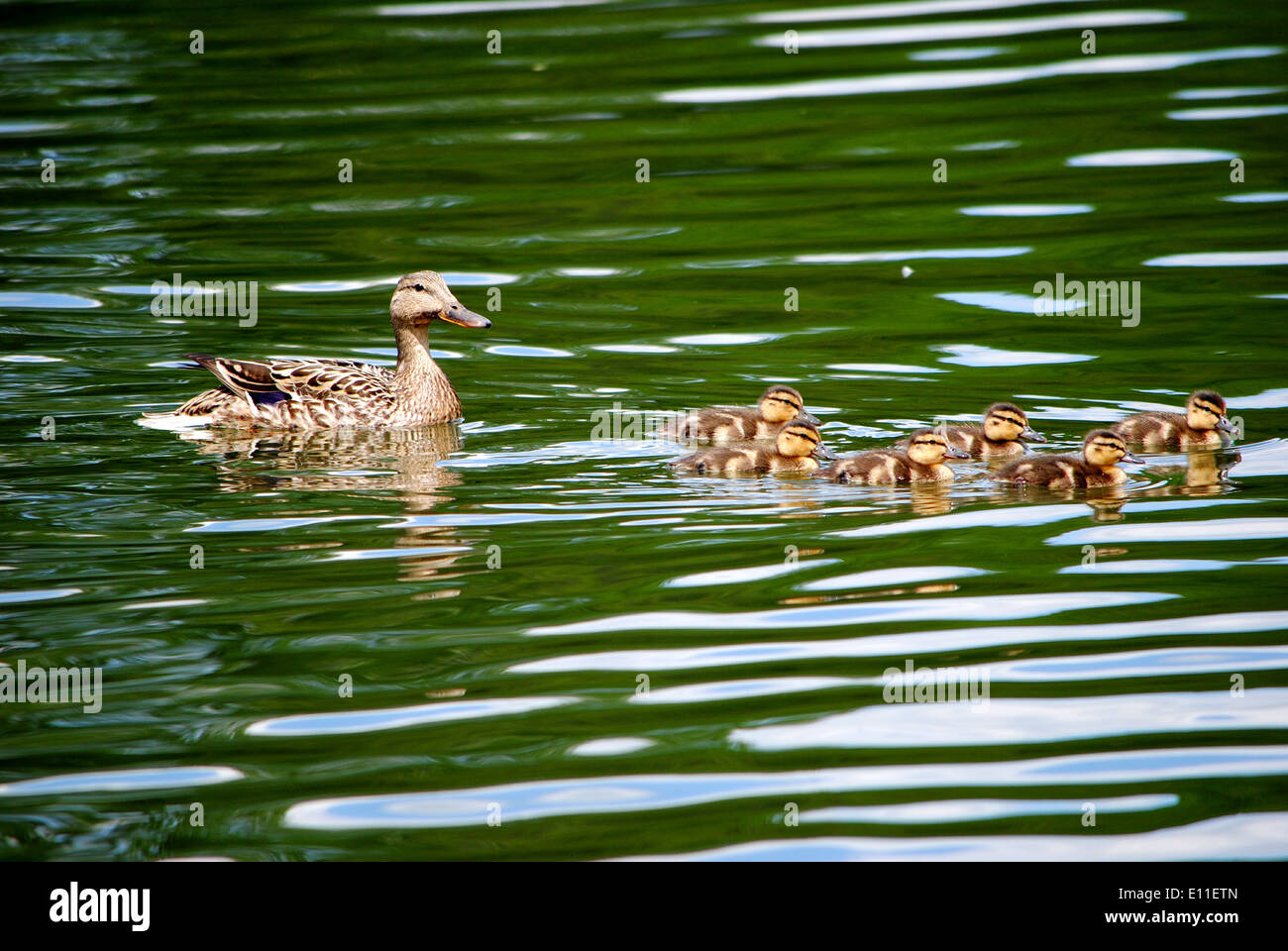 Baby ducklings,on the pond. Stock Photo