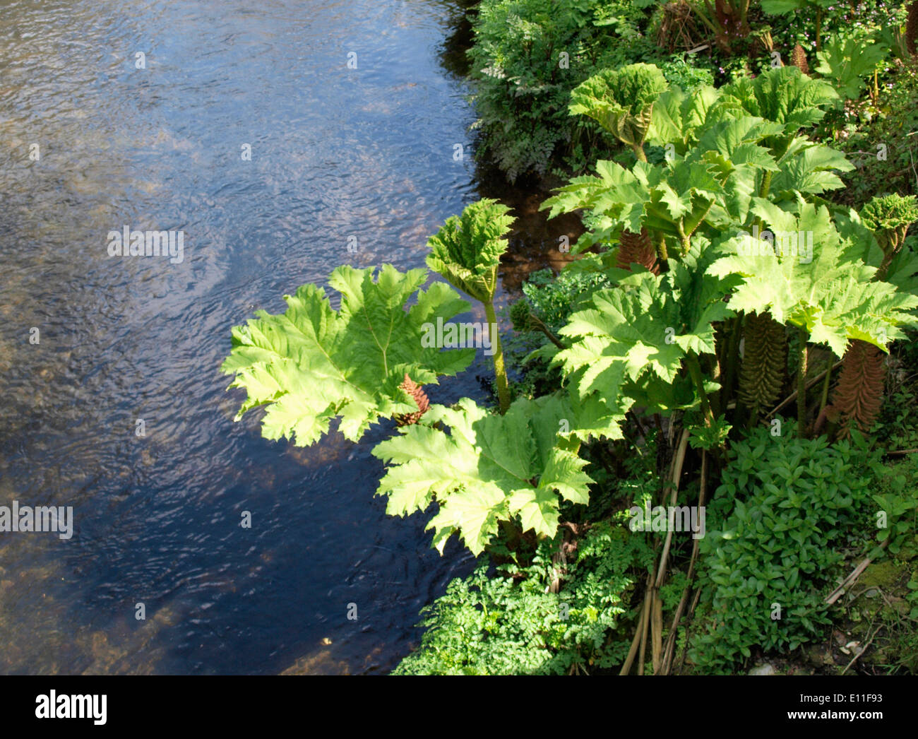 Gunnera manicata, Gunnera tinctoria - Giant Rhubarb, Giant Gunnera growing on a riverbank, Cornwall, UK Stock Photo