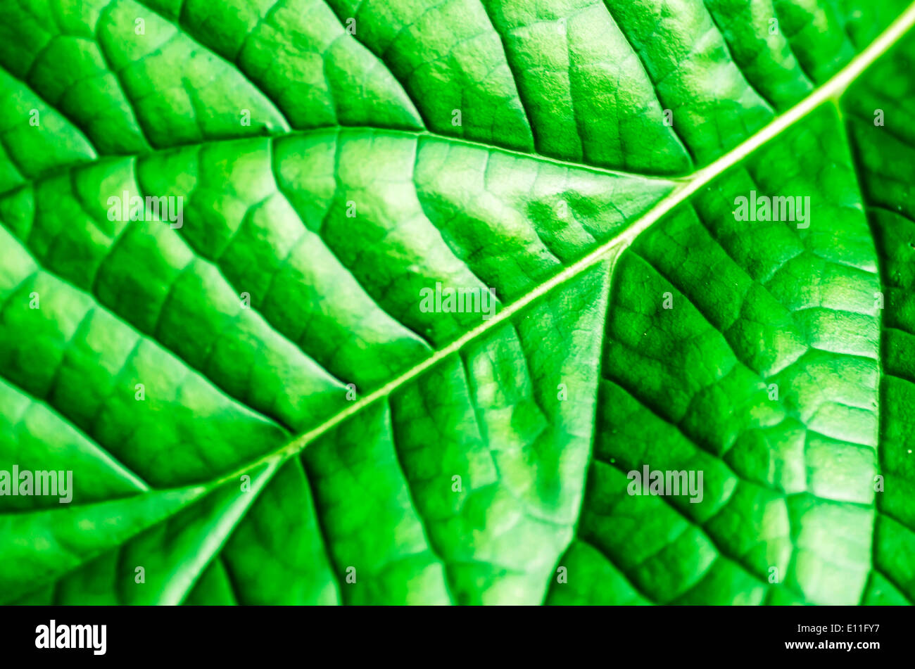 Green shiny leaves hires stock photography and images Alamy