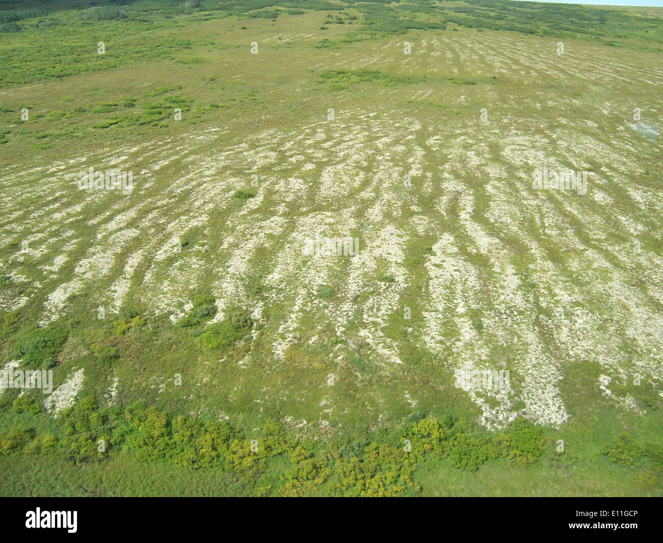 Lichens and dwarf shrubs are key components of many cold-climate ...