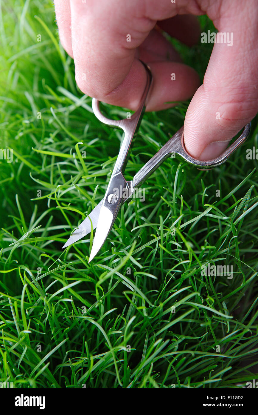 Young man cuts English lawn with a nail scissors Stock Photo