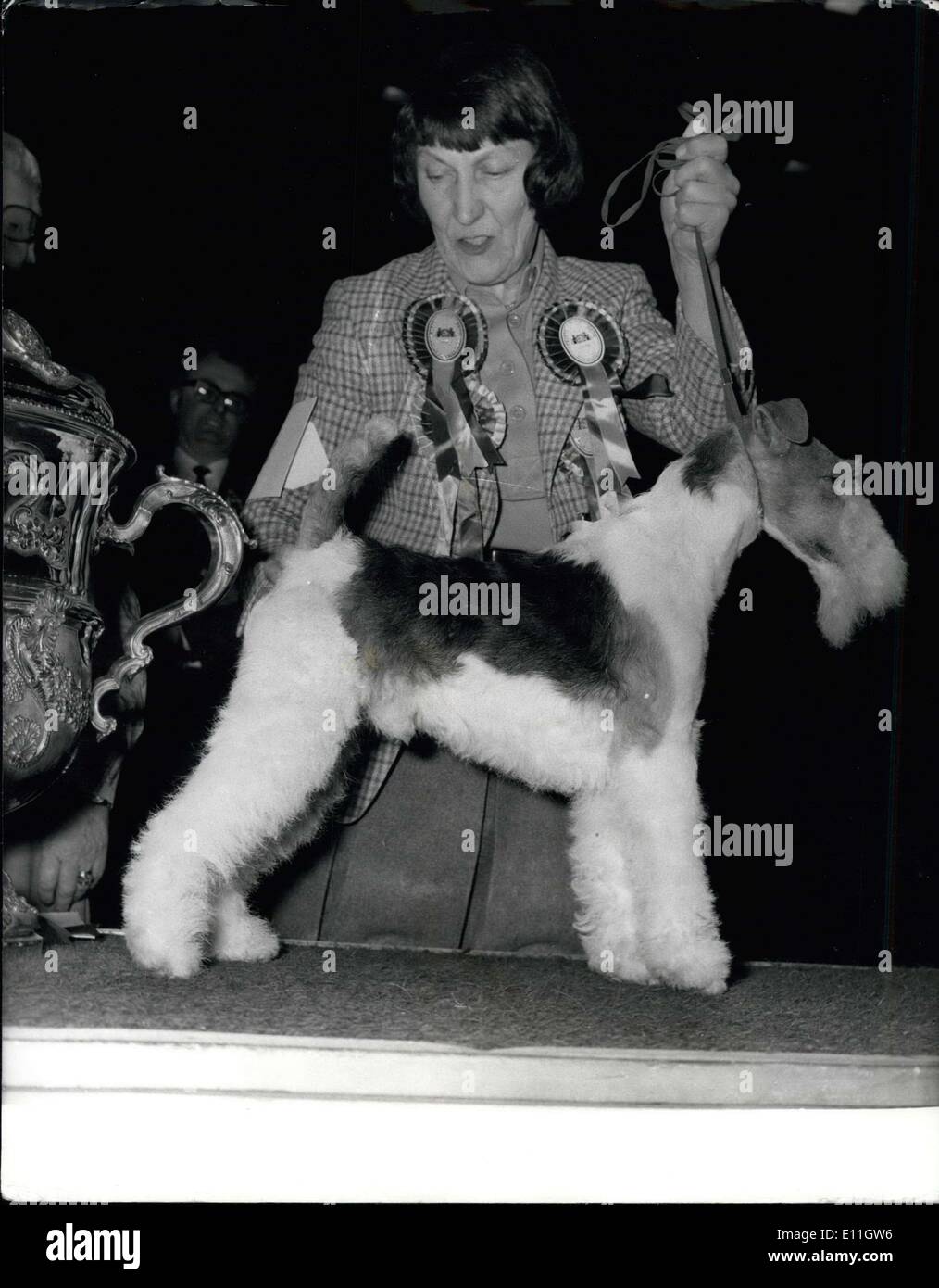 Feb. 13, 1978 - Supreme Champion of Crufts Dog Show At Olympia: Picture Shows: New Top Dog, Harrowhill Huntsman, pet name Ted, a wire fox terrier, with his owner, Miss Evelyn Howles, from Harrow in Middlesex, after being declared Supreme Champion at Crufts. Stock Photo