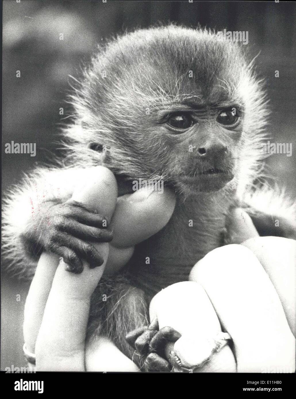Jun. 08, 1978 - Baby Capuchins at the London Zoo. Jim and Tim, two Brown Capuchins, were born at London Zoo on the 30th April. Their parents are Minnie and Chi Chi. When it was realised that Minnie could only cope with one of her off springs, Jim was taken from her and is being hand reared by senior keeper Ron Smith. Capuchins come from South America and it is fairly rare for them to be hand reared. Photo Shows: Jim the hand reared Capuchin seen Stock Photo