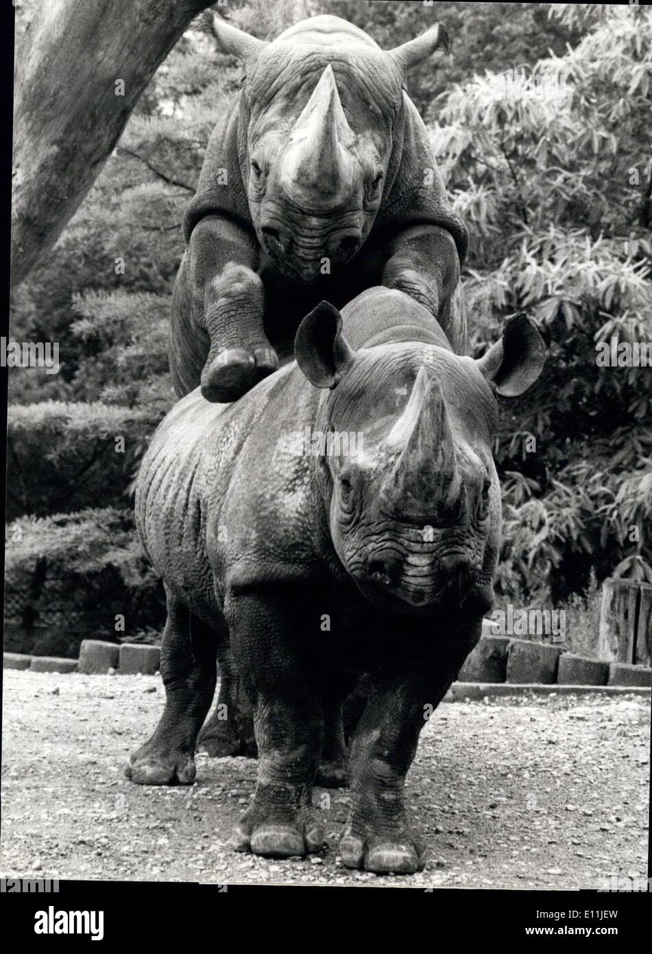Jul. 20, 1978 - ''Give Me A Hand...'': ask a rhinoceros his companion in the Zurich Zoo. ''I'd like to look beyond the wall''. But it may be on other way round the gymnastics of the two heavy-weights has rather to o with bees and flowers. Stock Photo