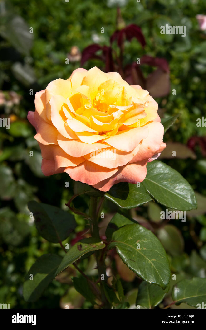 Gelbe Rose - blooming rose Stock Photo