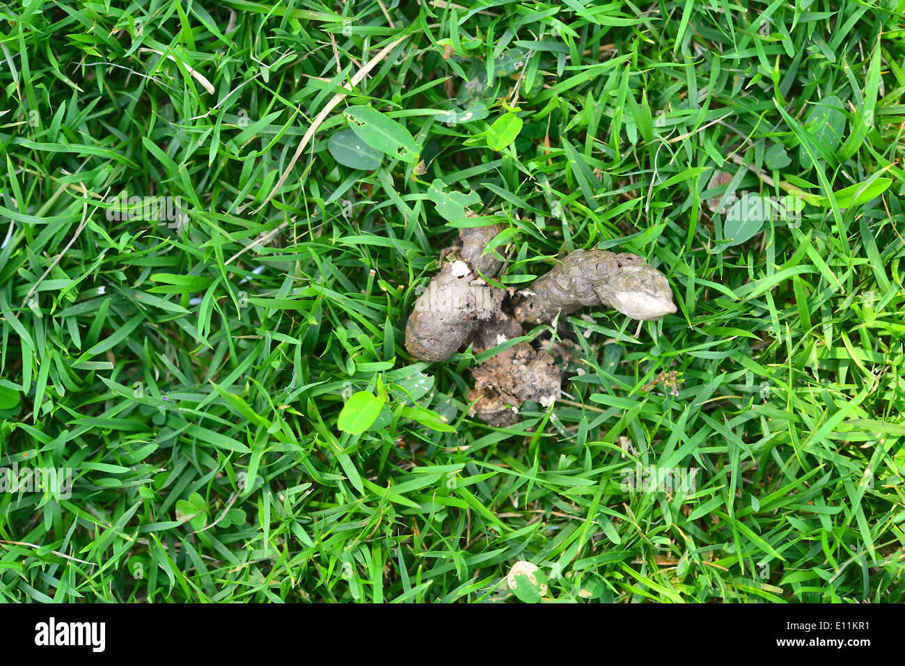 cat feces on grass Stock Photo