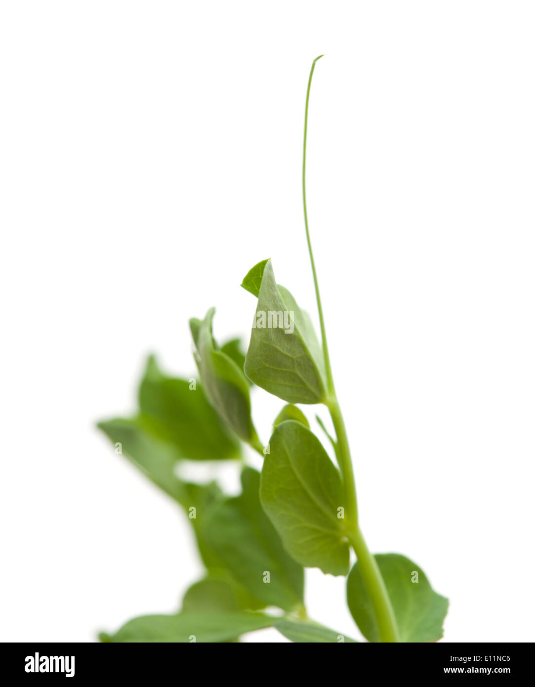 garden pea young plants isolated Stock Photo